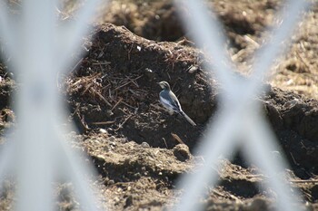 White Wagtail 多摩川 Sat, 10/23/2021