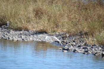 Little Egret 多摩川 Sat, 10/23/2021