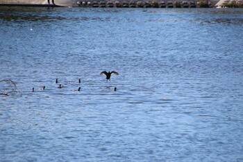 Eurasian Coot 多摩川 Sat, 10/23/2021