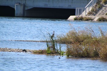 Grey Heron 多摩川 Sat, 10/23/2021