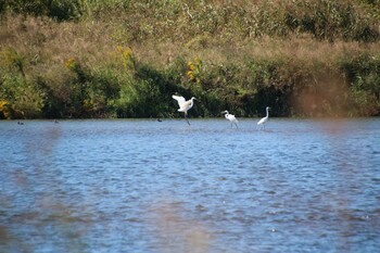 Great Egret 多摩川 Sat, 10/23/2021