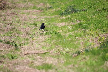 Large-billed Crow 多摩川 Sat, 10/23/2021