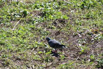 Rock Dove 多摩川 Sat, 10/23/2021