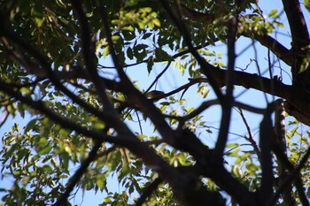 Warbling White-eye 檜町公園(東京ミッドタウン) Sat, 10/30/2021