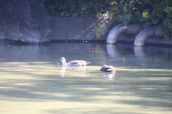 Eastern Spot-billed Duck 檜町公園(東京ミッドタウン) Sat, 10/30/2021