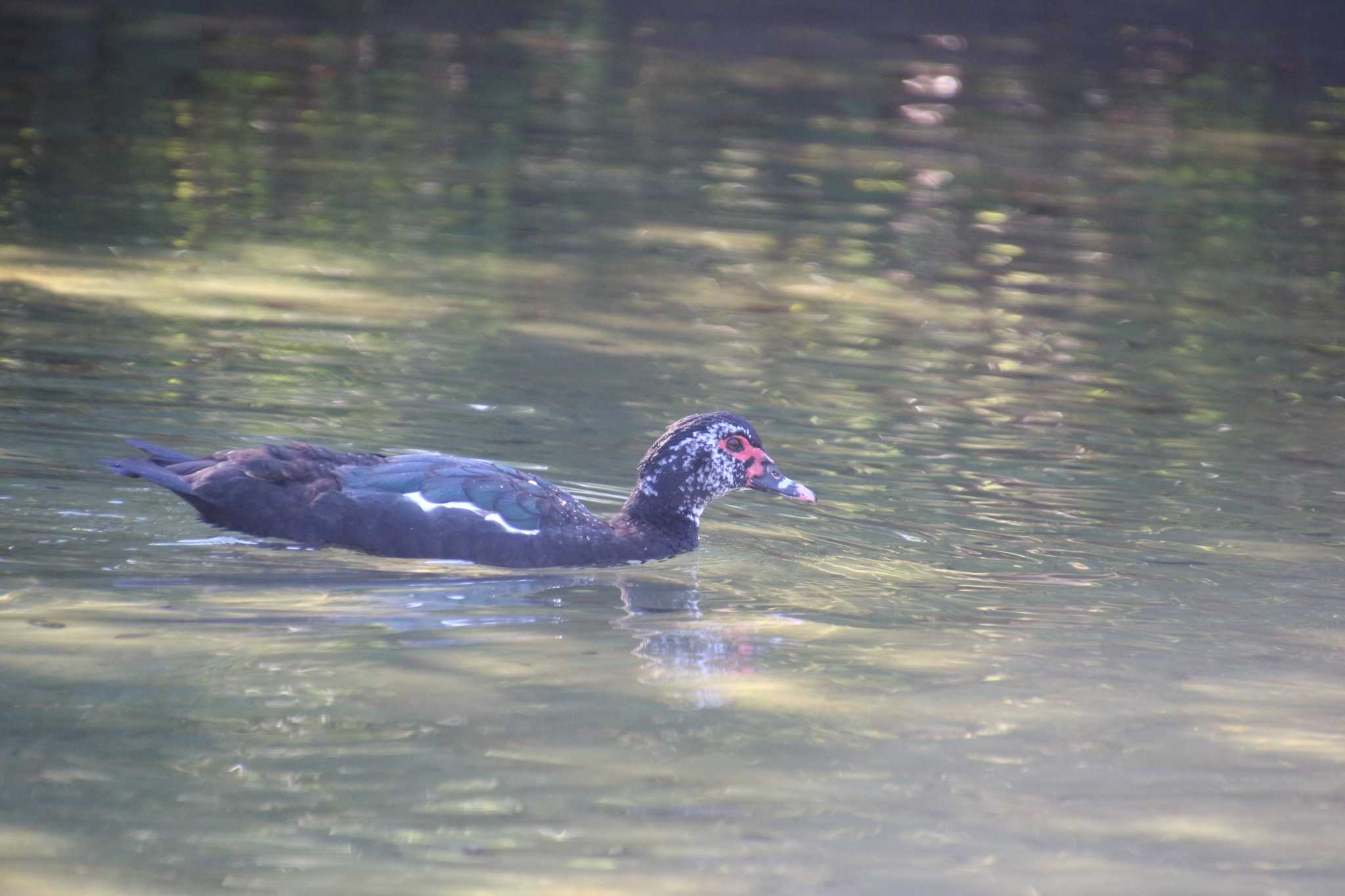 Photo of Muscovy Duck at 檜町公園(東京ミッドタウン) by るなりん