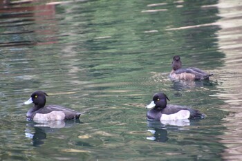 キンクロハジロ 井の頭公園 2021年11月7日(日)