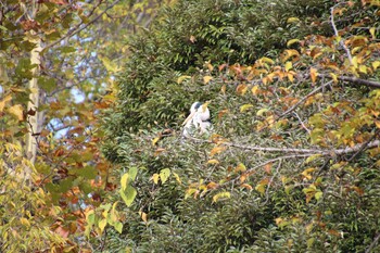 Grey Heron Inokashira Park Sun, 11/7/2021