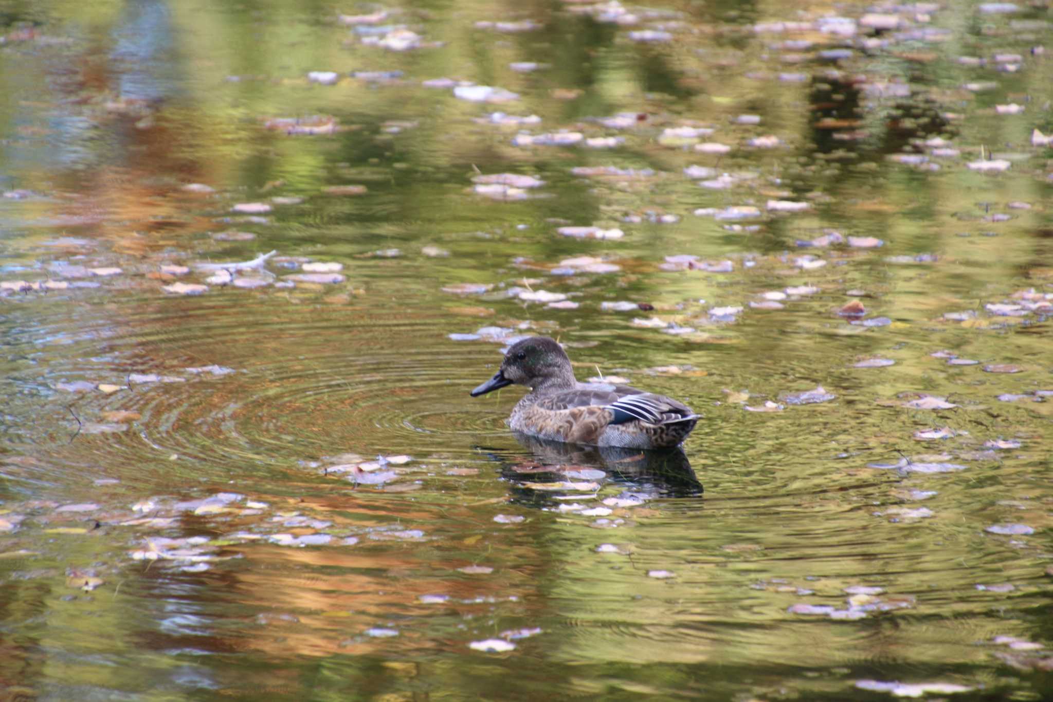 Photo of マルガモ at Inokashira Park by るなりん