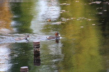 Little Grebe Inokashira Park Sun, 11/7/2021