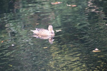 ハシビロガモ 井の頭公園 2021年11月7日(日)