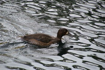 Greater Scaup Inokashira Park Sun, 11/7/2021