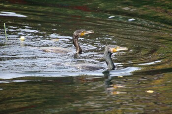 Great Cormorant Inokashira Park Sun, 11/7/2021