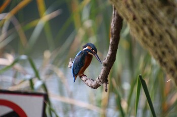 Common Kingfisher Inokashira Park Sun, 11/7/2021