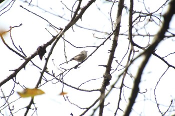 Long-tailed Tit Inokashira Park Sun, 11/7/2021