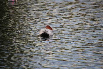 Common Pochard Inokashira Park Sun, 11/7/2021