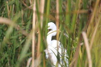 Little Egret Inokashira Park Sun, 11/7/2021