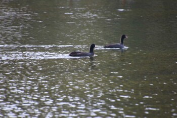 オオバン 井の頭公園 2021年11月7日(日)