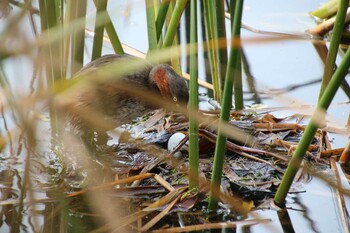 Little Grebe Inokashira Park Sun, 11/7/2021