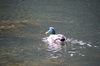 Mallard Inokashira Park Sun, 11/7/2021