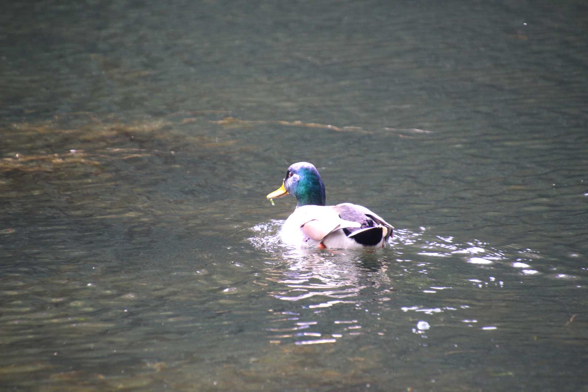 Photo of Mallard at Inokashira Park by るなりん