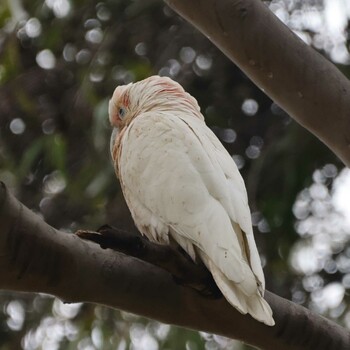 Long-billed Corella Royal Botanic Gardens Victoria Sun, 11/7/2021