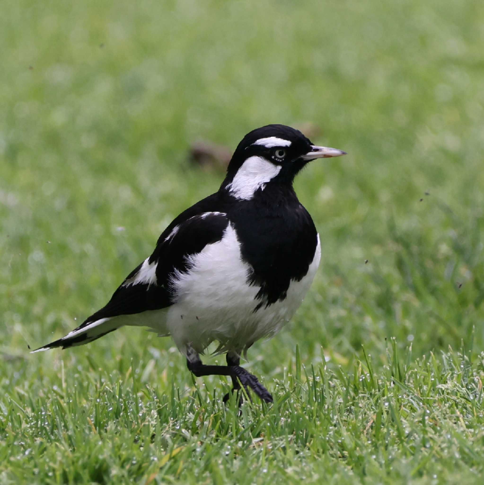 Magpie-lark