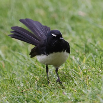 Willie Wagtail Royal Botanic Gardens Victoria Sun, 11/7/2021