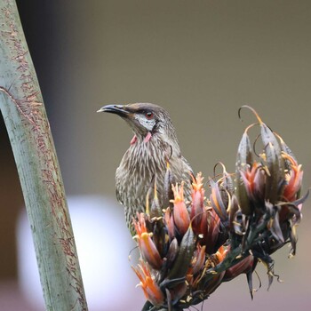 Red Wattlebird Royal Botanic Gardens Victoria Sun, 11/7/2021