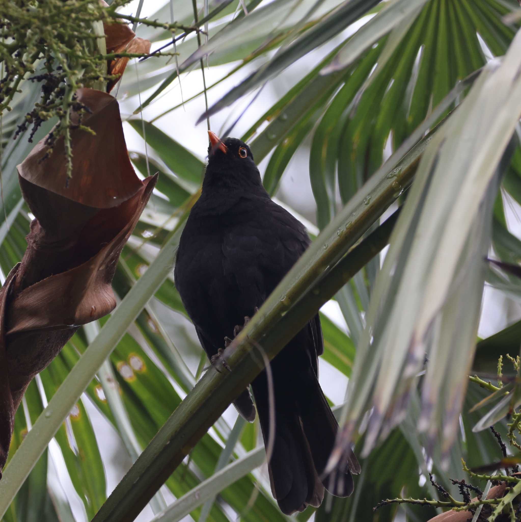 Common Blackbird