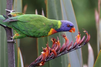 Rainbow Lorikeet Royal Botanic Gardens Victoria Sun, 11/7/2021