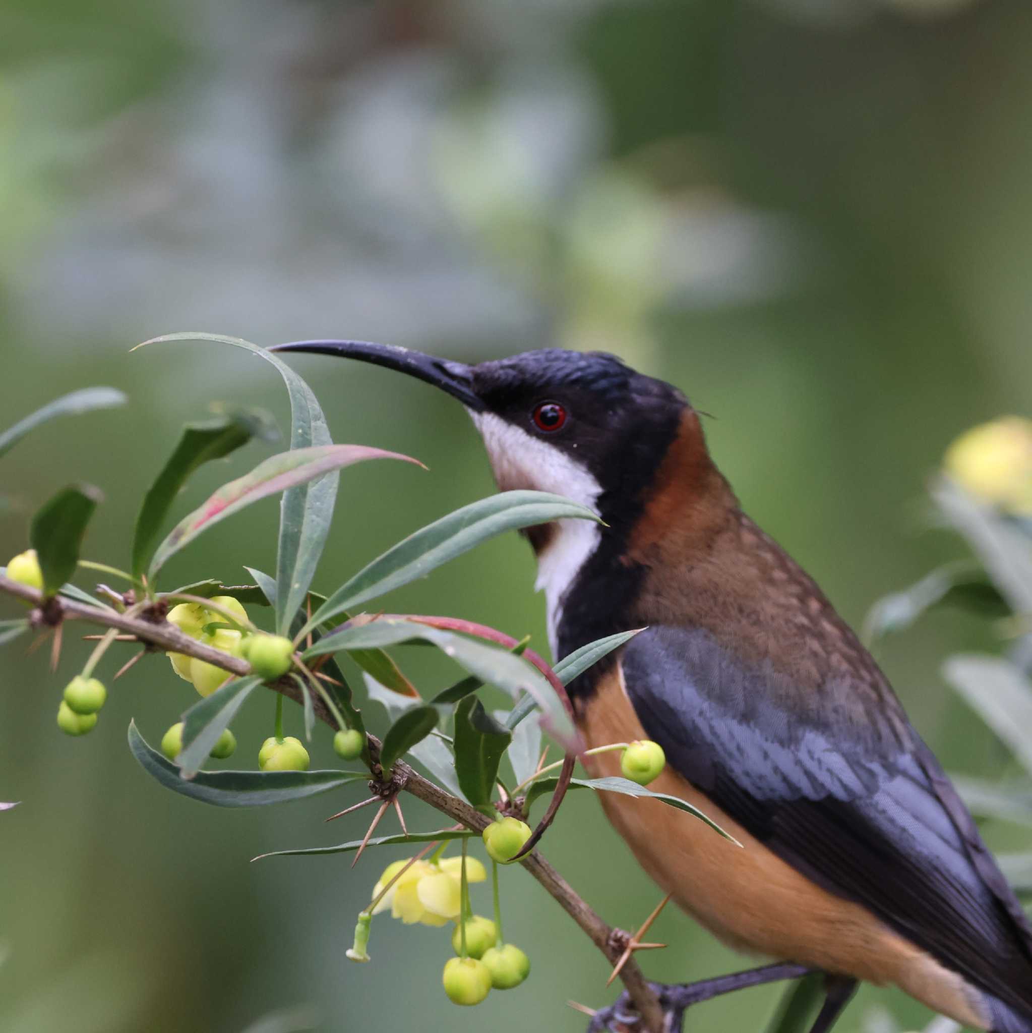 Photo of Eastern Spinebill at Royal Botanic Gardens Victoria by Mororo