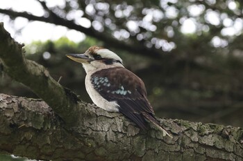 Laughing Kookaburra Royal Botanic Gardens Victoria Sun, 11/7/2021