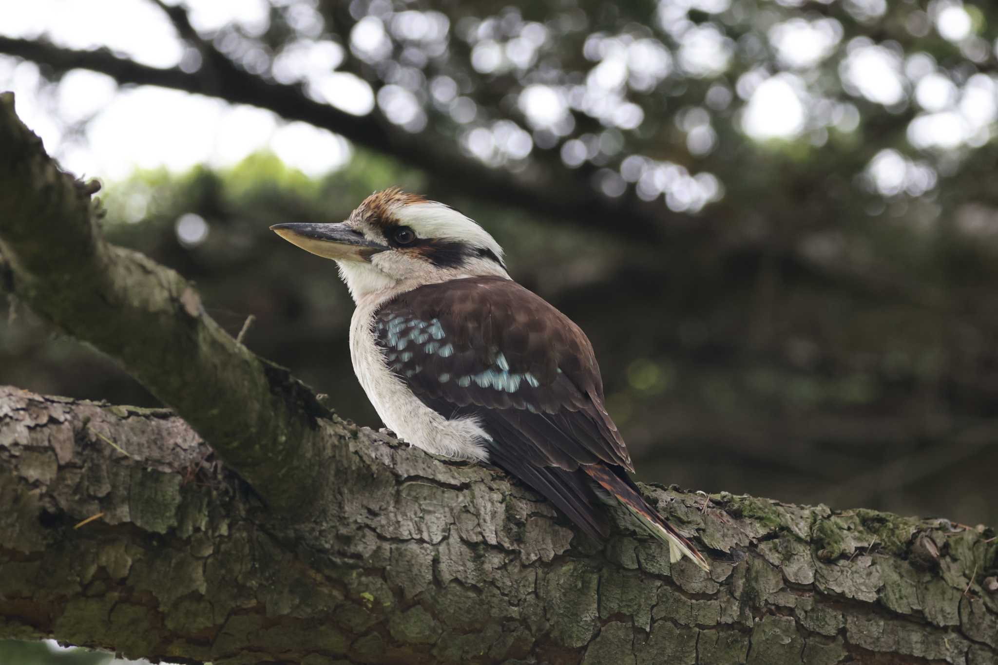 Laughing Kookaburra