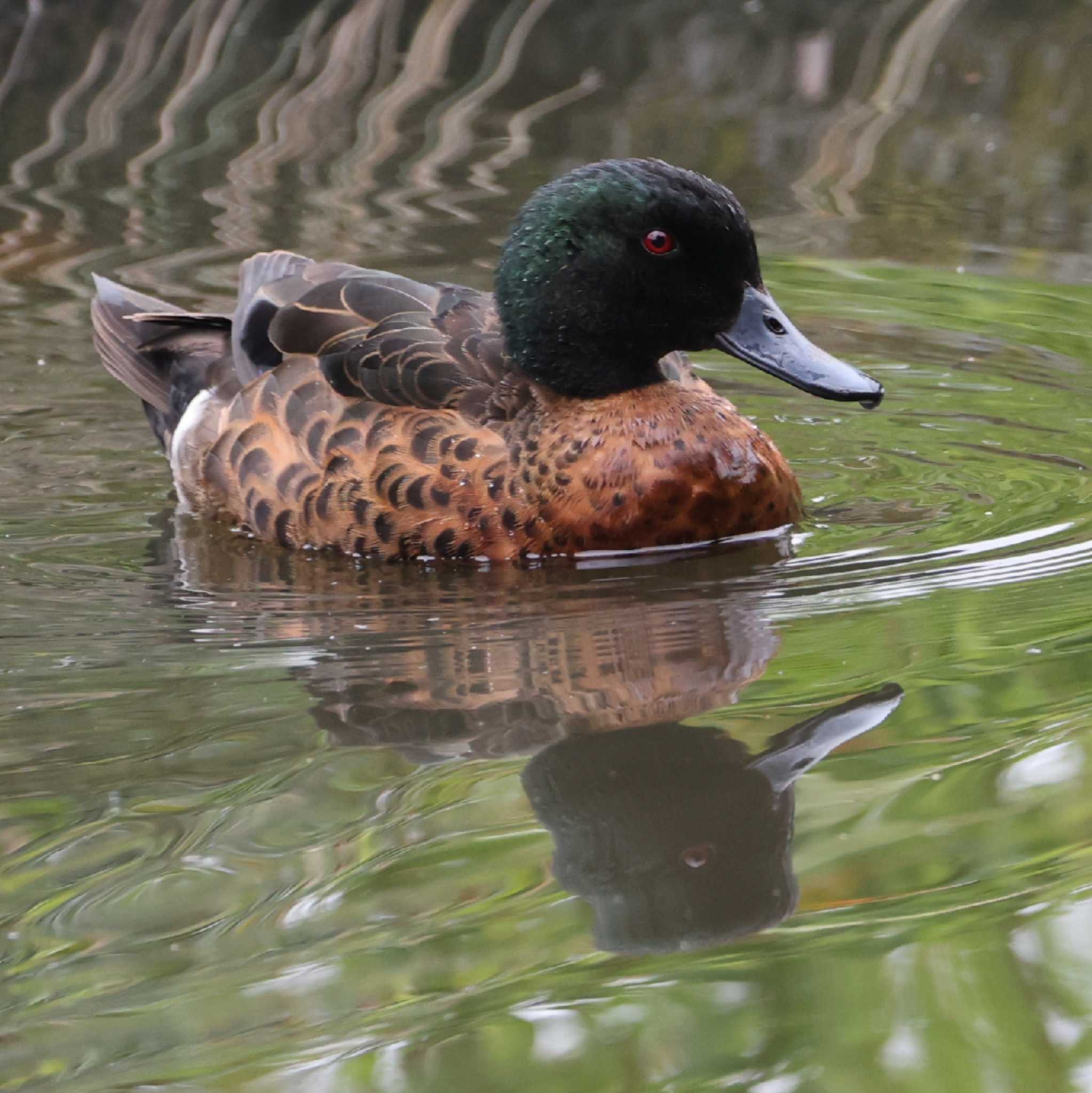 Chestnut Teal