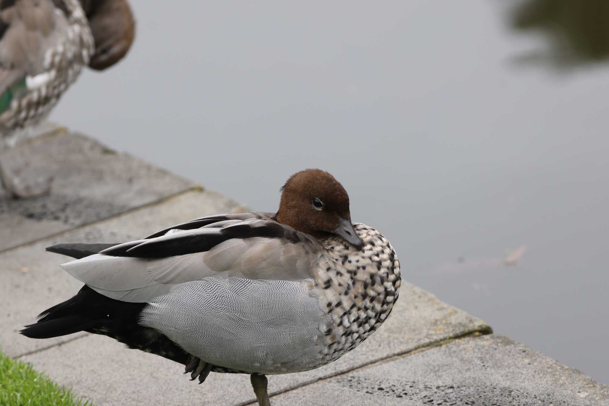 Maned Duck