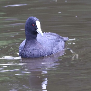 Eurasian Coot Royal Botanic Gardens Victoria Sun, 11/7/2021