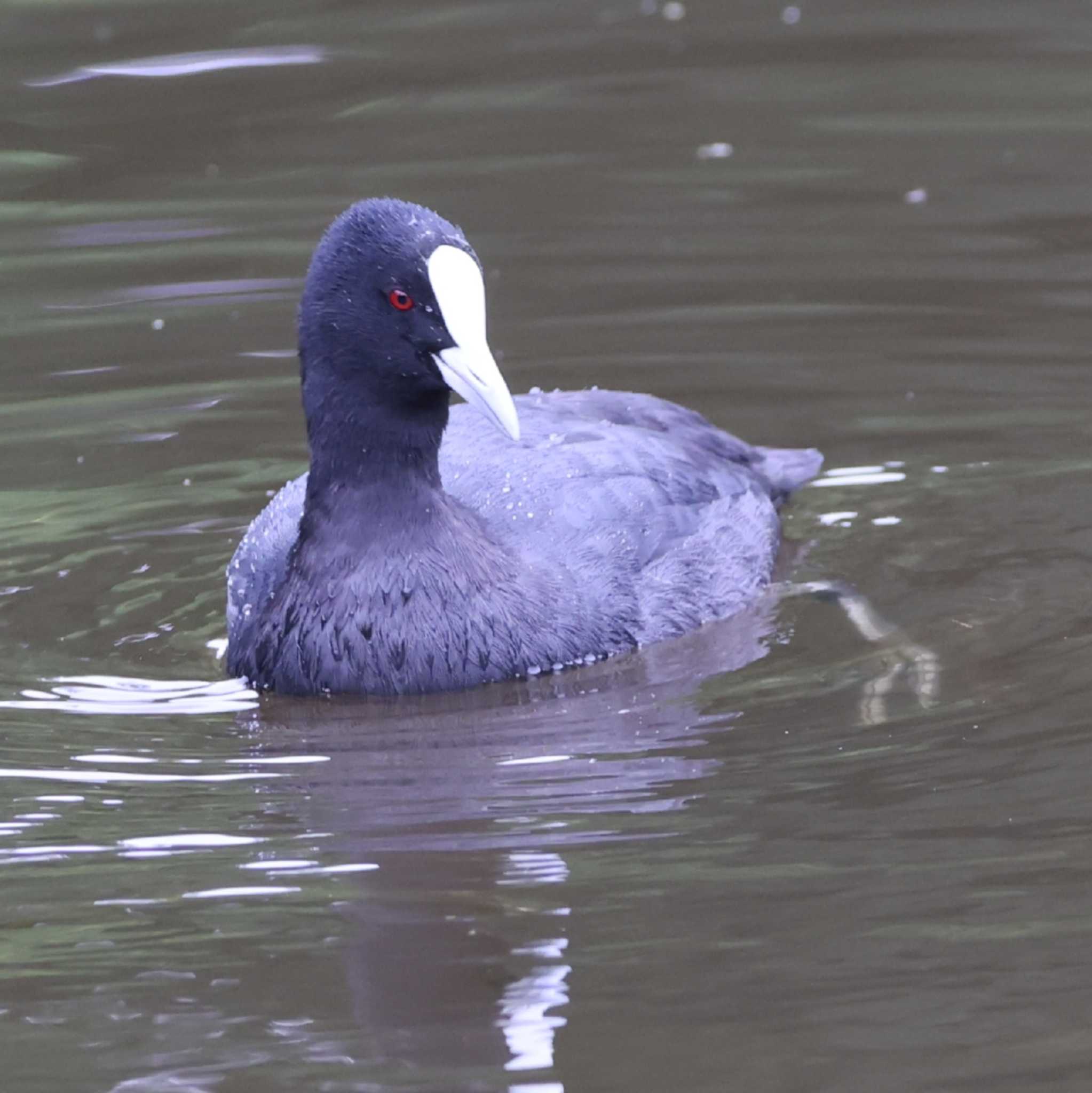 Photo of Eurasian Coot at Royal Botanic Gardens Victoria by Mororo