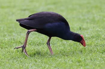 Western Swamphen Royal Botanic Gardens Victoria Sun, 11/7/2021