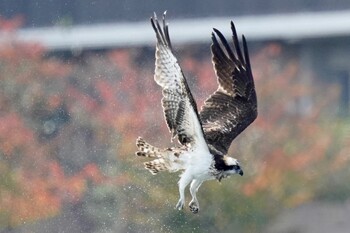 ミサゴ 多摩川 2021年11月7日(日)