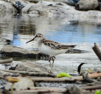 Broad-billed Sandpiper Unknown Spots Thu, 10/14/2021