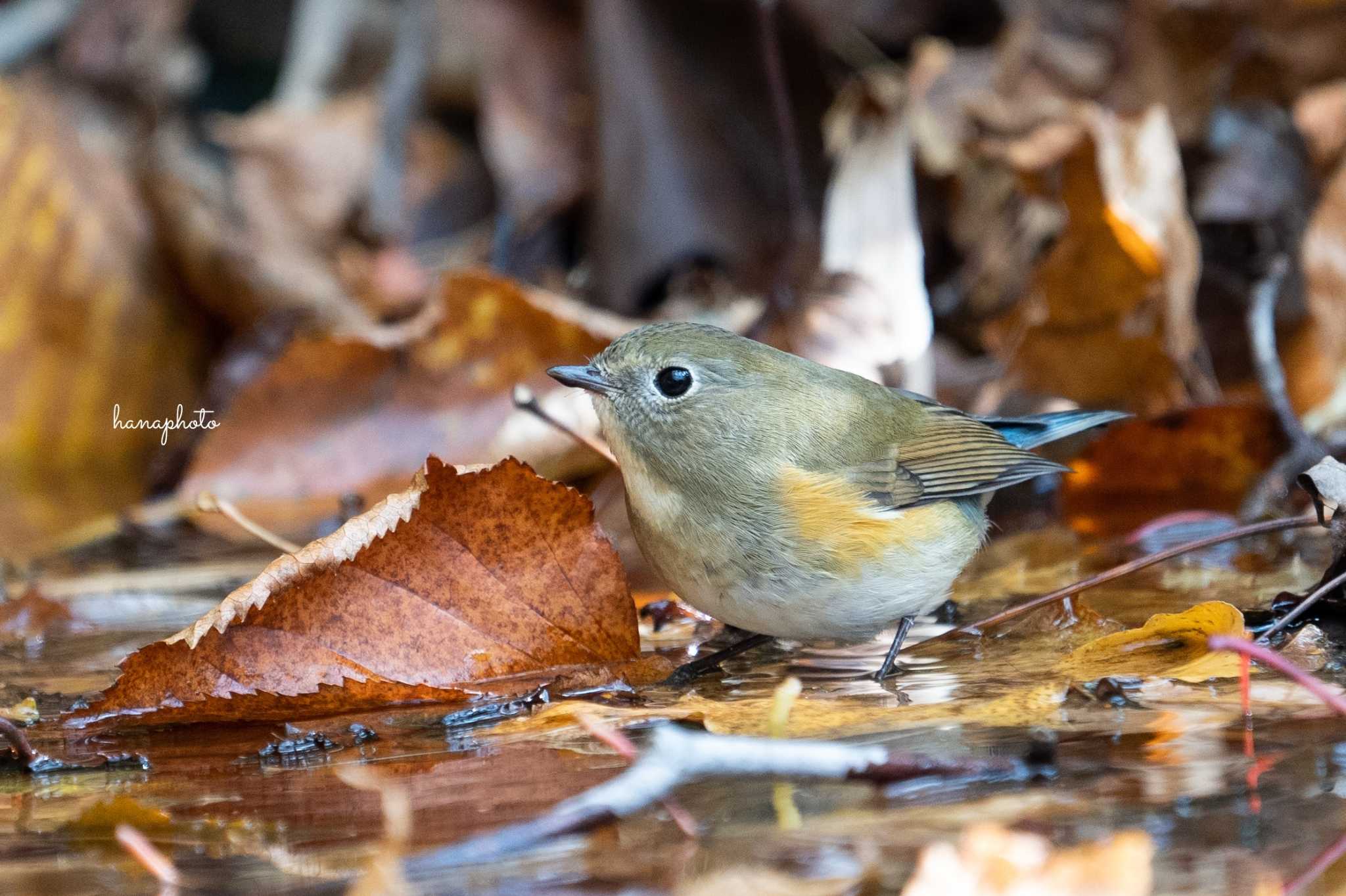 Photo of Red-flanked Bluetail at 北海道 by hana