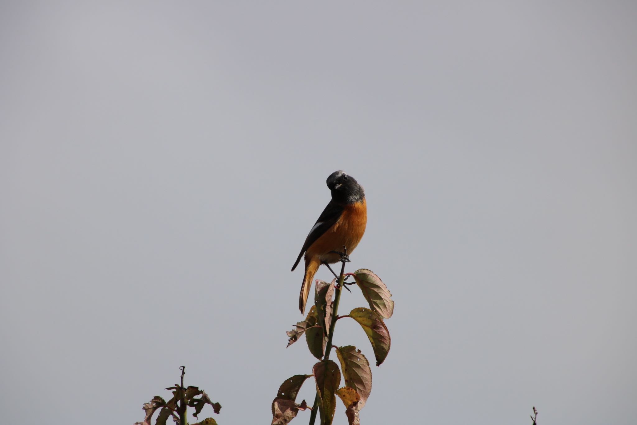 Photo of Daurian Redstart at 深谷市 by はび4508