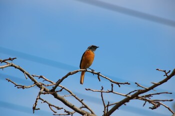 Daurian Redstart 深谷市 Mon, 11/8/2021