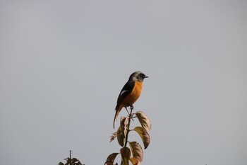 Daurian Redstart 深谷市 Mon, 11/8/2021