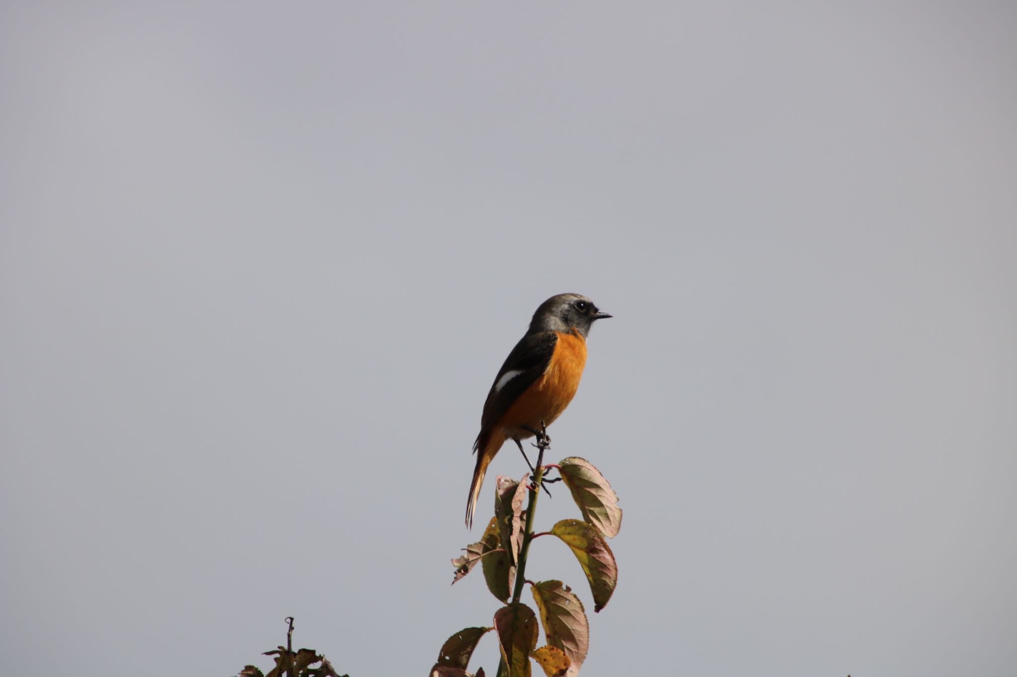 Photo of Daurian Redstart at 深谷市 by はび4508