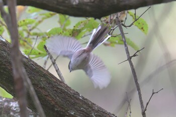 エナガ 滋賀県甲賀市甲南町創造の森 2021年11月8日(月)