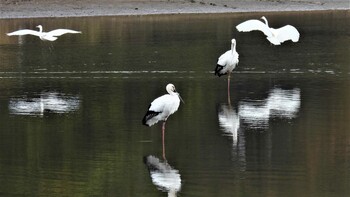 コウノトリ 揖保郡太子町 2021年11月8日(月)