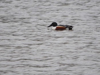 Sun, 5/7/2017 Birding report at 永山新川