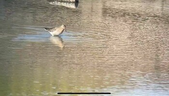 2021年11月6日(土) 伊佐沼の野鳥観察記録